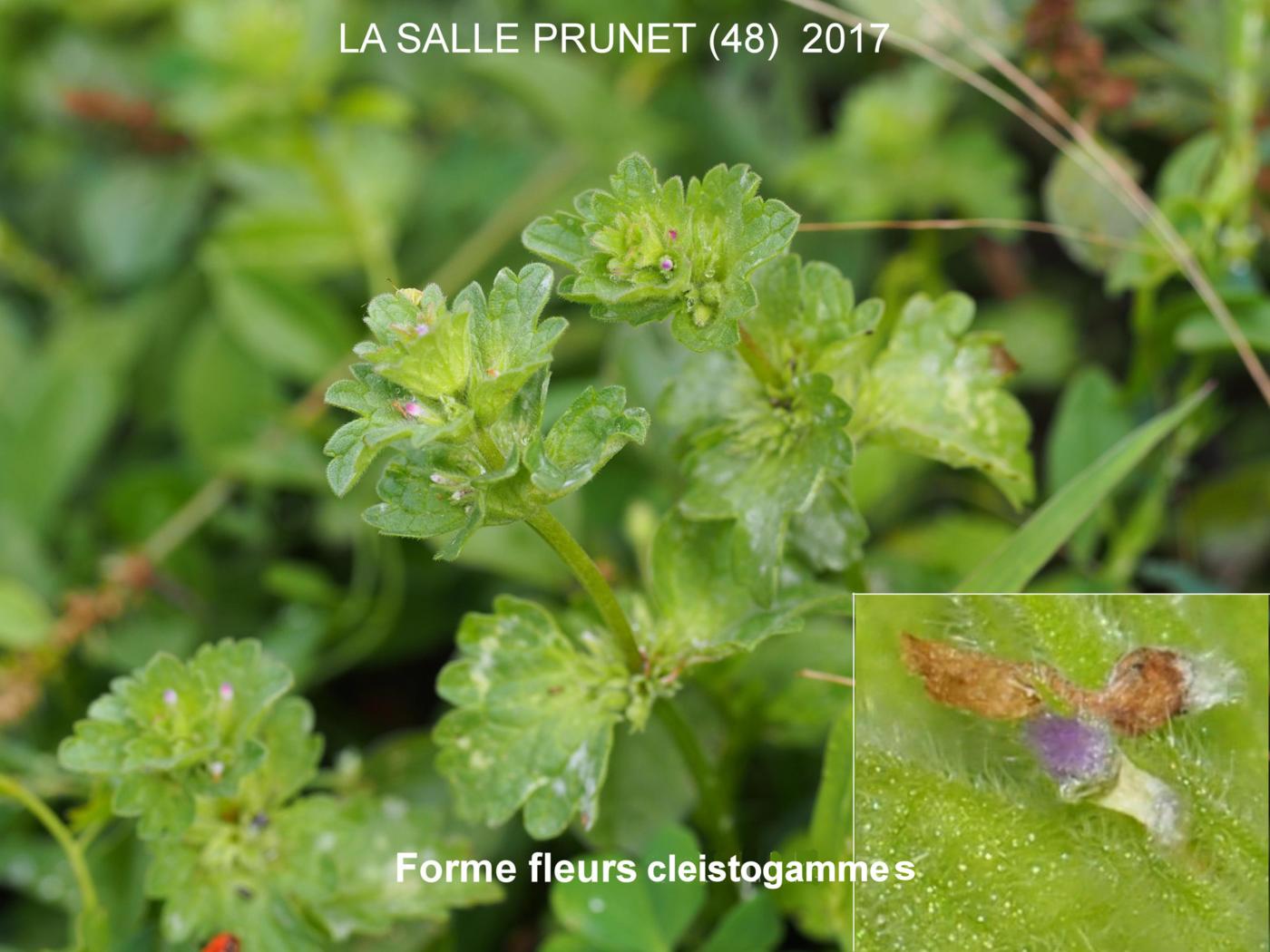 Henbit flower